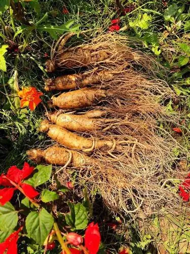 6年新鲜大人参,规格一斤6支