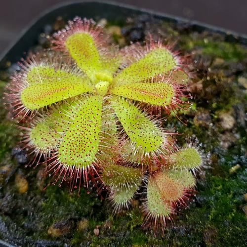 【丰收季】楔形叶茅膏菜0718  两颗  3.2 1.5cm