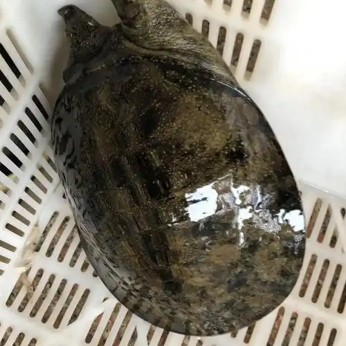 黑花野生甲鱼梅花鳖中华鱼老鳖团鱼脚鱼水鱼鲜活海鲜原生态散养