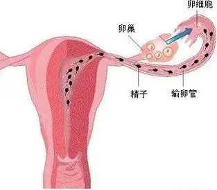 正常的子宫是什么样的