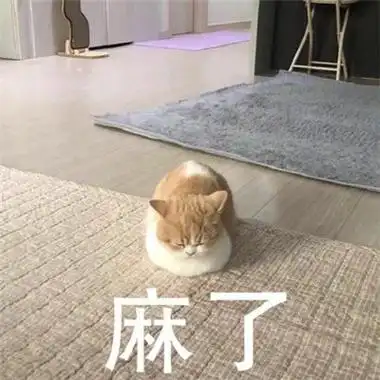 猫咪看笨蛋表情包合集猫咪表情包大眼睛