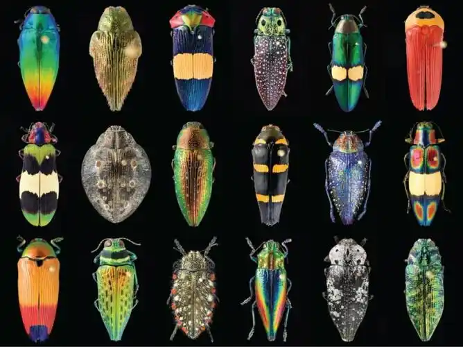 140万只虫装点皇宫?其实它还是珠宝圈顶流