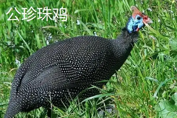 珍珠鸡怎么分公母好养吗肉质如何一般几个月开始下蛋