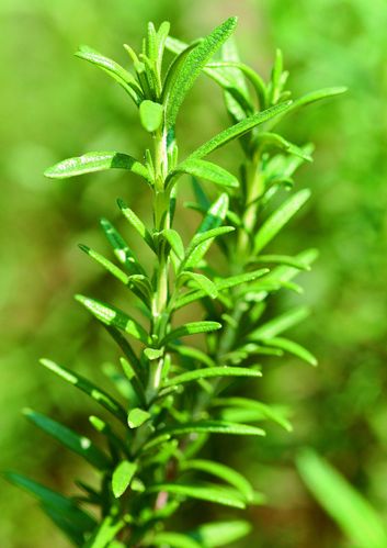 香草图片香草香料