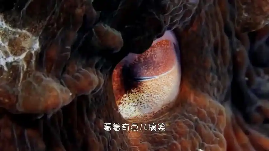 巨型章鱼大王乌贼捕食鲨鱼全过程让人大开眼界