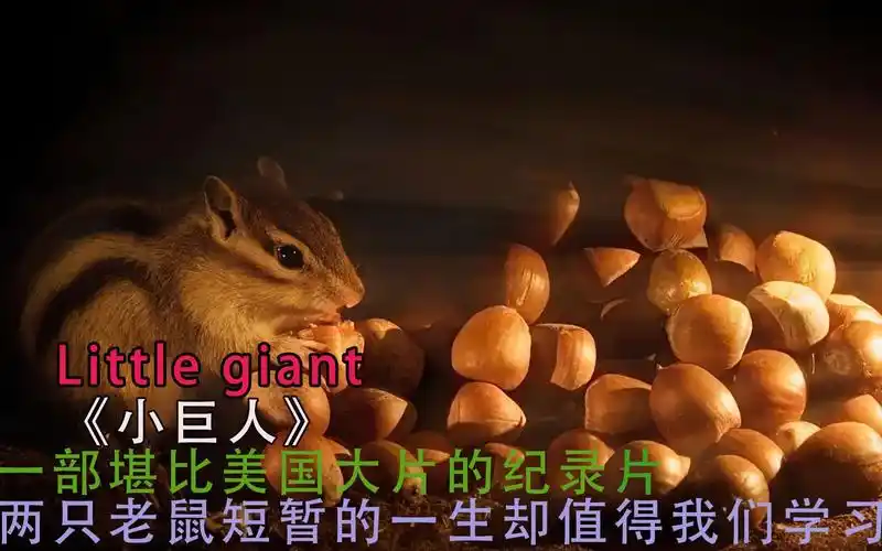 《小巨人》一部堪比美国大片的纪录片你看过吗