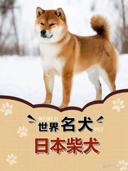 n.049世界名犬