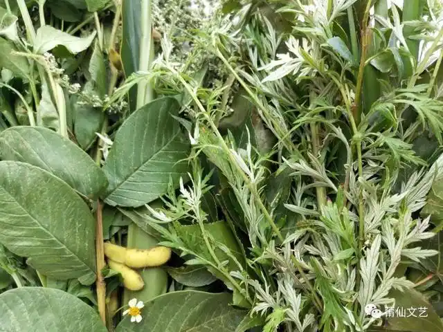 莆田人的"五日节",还有"香草美人"(刘文庆)|石兰|莆阳_网易订阅