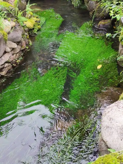 清澈见底的小溪里长着绿茵茵的水草