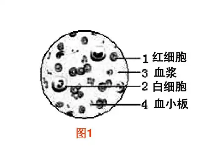 红细胞 血浆 白细胞 血小板