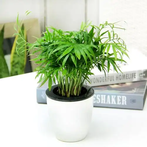 花友绿植小盆栽客厅植物花卉盆景可水培办公室桌面迷你小绿植袖珍椰子