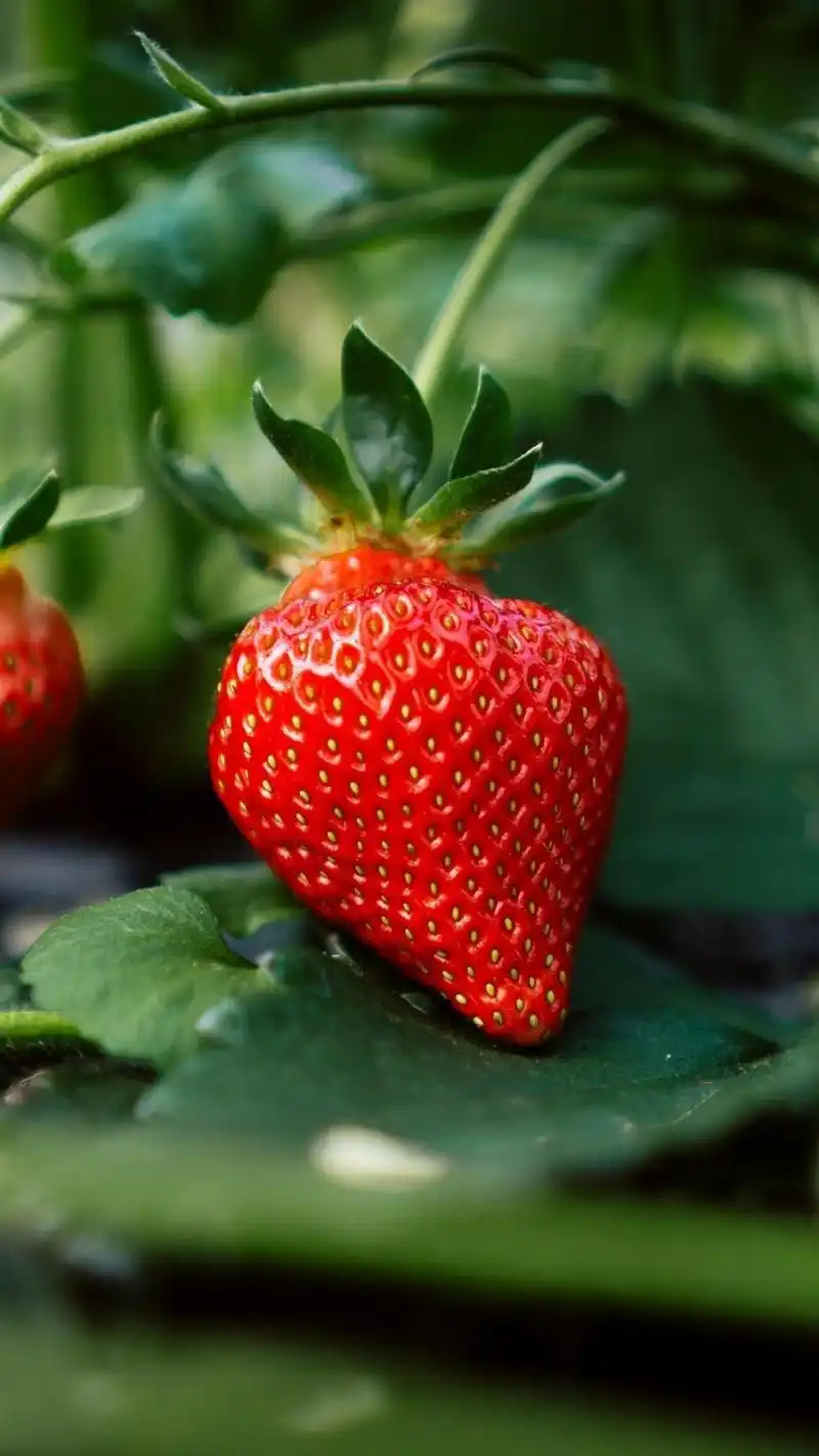 新鲜美味的草莓,图片大全,高清,图库-回车桌面