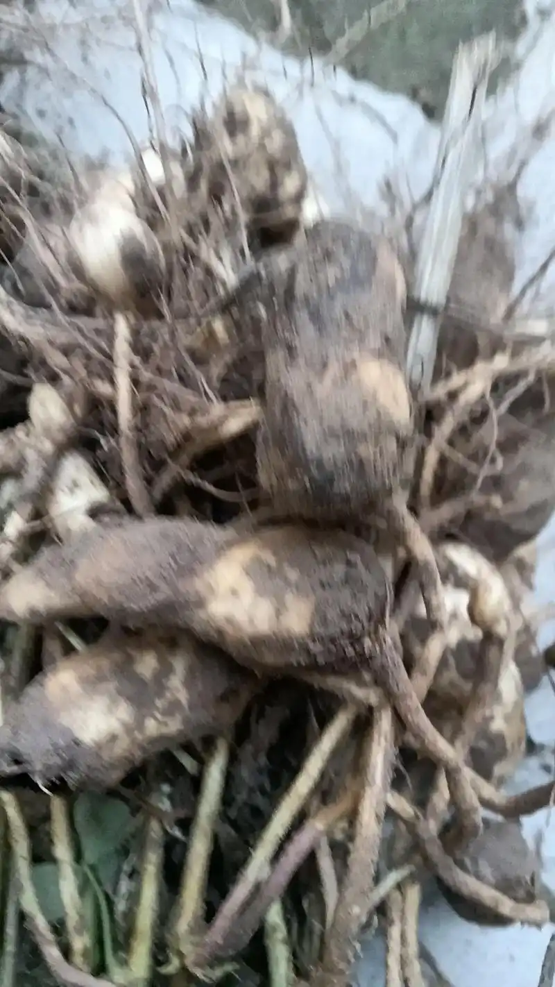 严重花生果腐病地块可以用此配方,初发期喷施效果很好:(西班牙 - 抖音