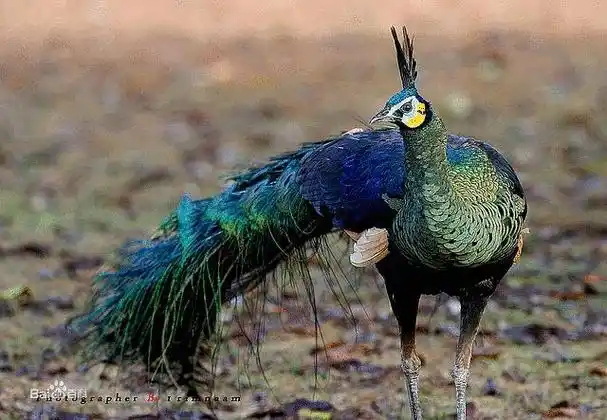 有人知道绿孔雀嘛目前数量不足300只了