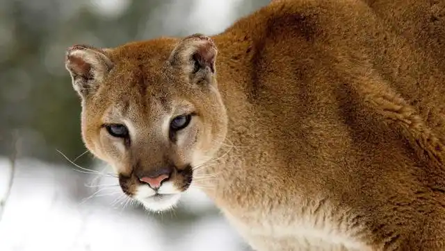 美洲金猫在悬崖上发现猎物,未料反被野山羊顶了肺,竟连路也走不稳