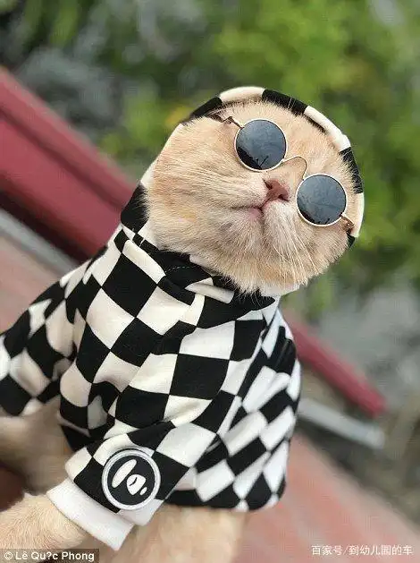 戴眼镜的猫,一种莫名的酷