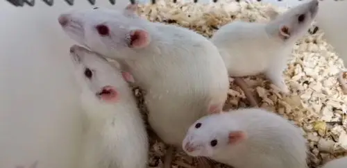 膀胱炎大鼠模型的建模方法