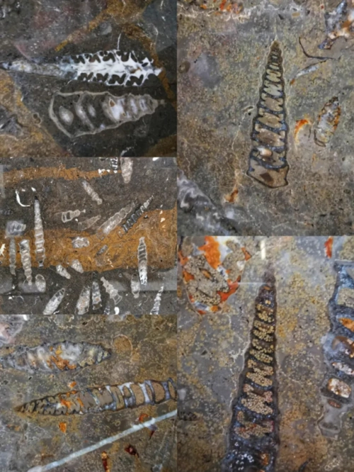 中科院院士点名的贵州机场「化石」石材,你不来看看?