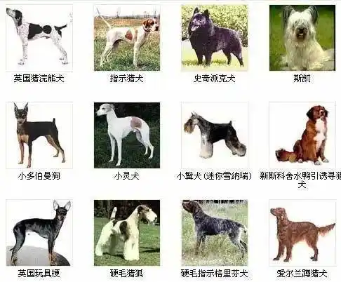全世界大型犬品种大全