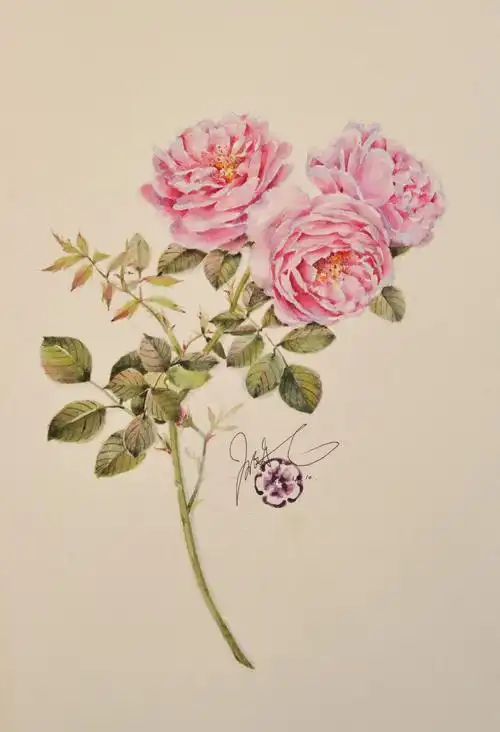 水彩月季_鱿鱼妹__插画师作品_涂鸦王国gracg.com