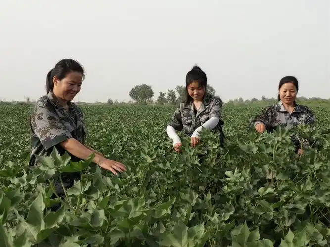 三十一团109万余亩棉花打顶工作全面展开