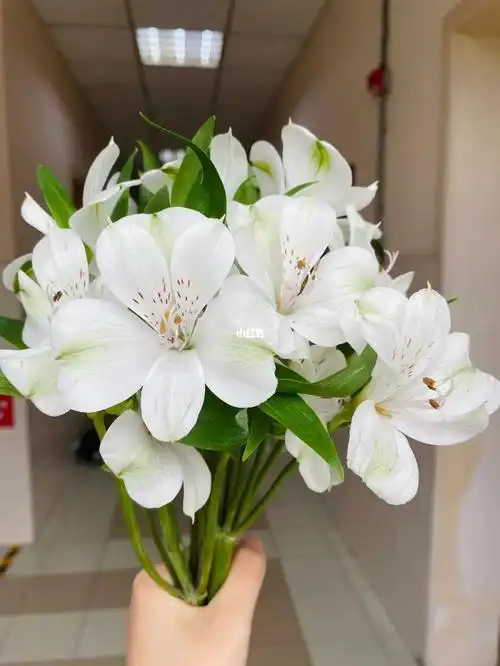 白色六出花好看的