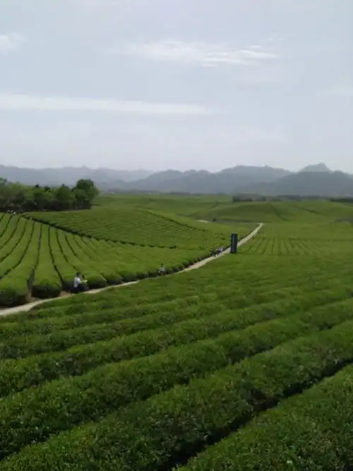 九峰四月,牧场风光