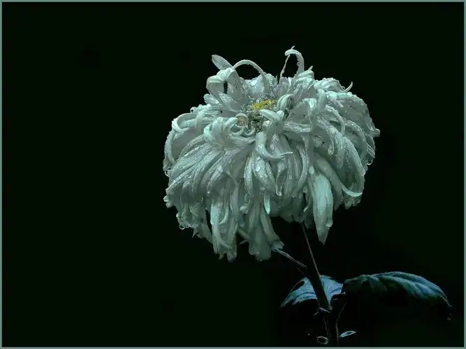 一组【白菊】---向上海外滩跨年罹难者致以深深的哀思