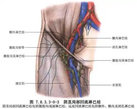腹股沟淋巴结