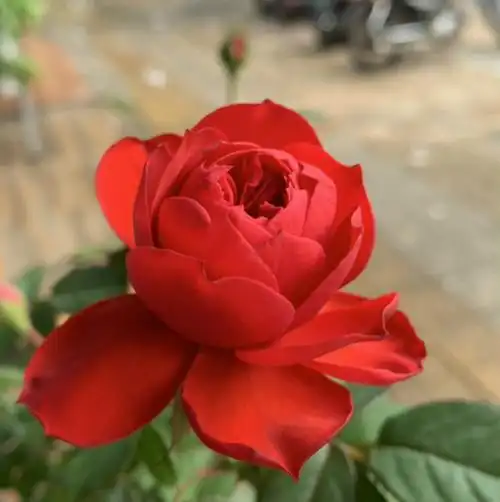 潘多拉苹果花_红苹果 推荐纯正红色淡香多头勤花月季花卉优惠券