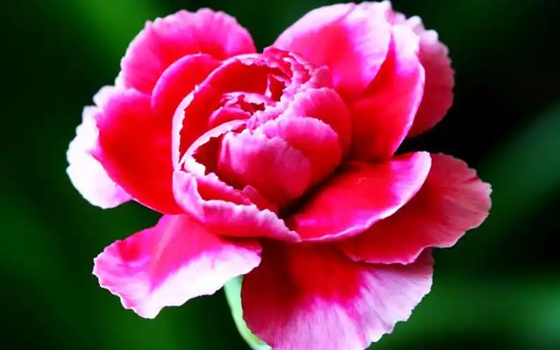 充满爱意的花卉粉红康乃馨高清图片素材桌面壁纸下载第一辑