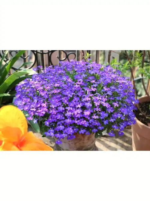 新手可轻松爆花的植物六倍利附养殖方法