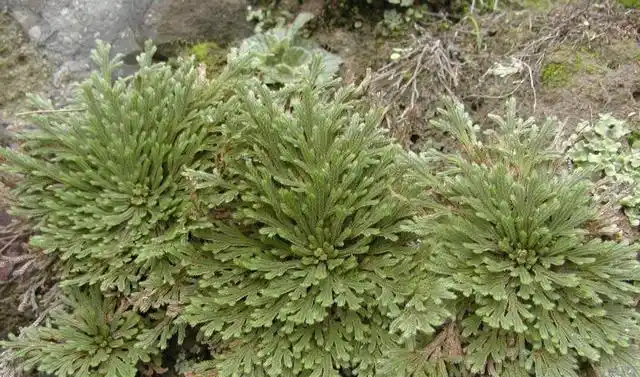 九死还魂草只闻其名未见其身殊不知是农民不识货当柴烧