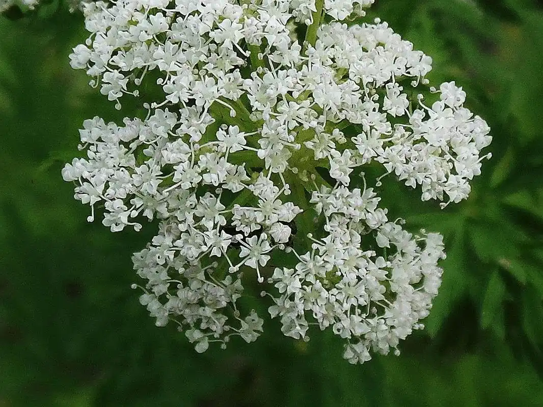 蛇床——胜日寻芳(15)有图
