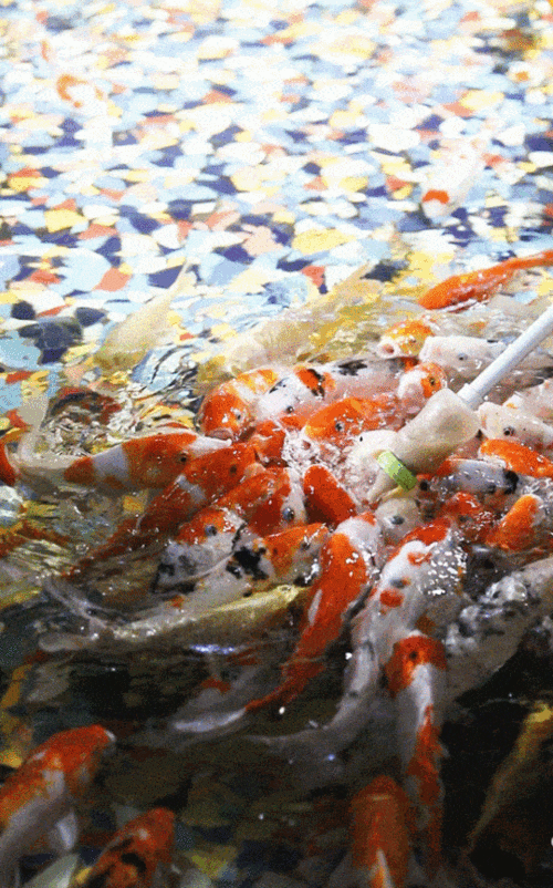 喂它 小仓鼠就会抓着不放啦 绝对萌到你心软~ 旁边还有奶瓶喂鱼区域