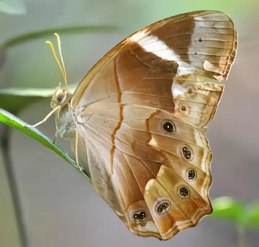 每天认识一种昆虫——曲纹黛眼蝶 曲纹黛眼蝶是鳞翅目,眼蝶科,黛眼蝶