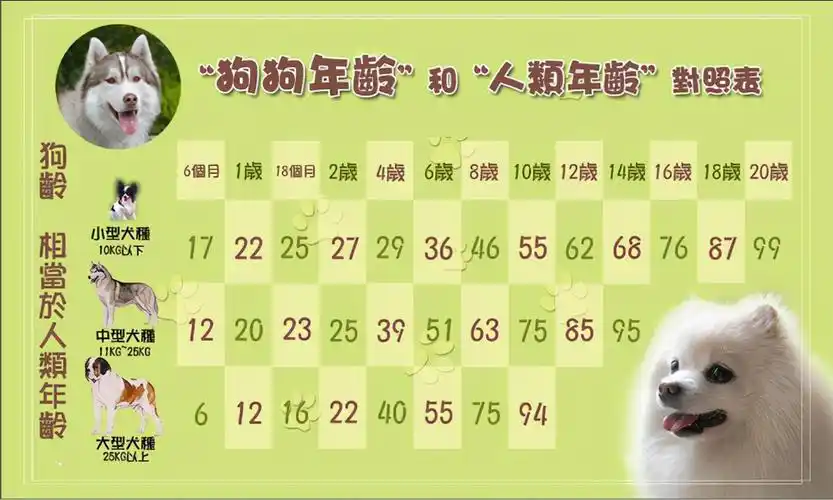 泰迪犬1岁=人类的7岁?附上最新的年龄换算表