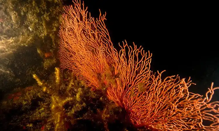 sea fan, marine creatures, marine life, underwater, kings dock