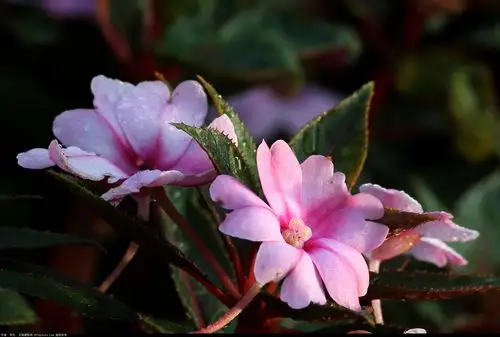 新几内亚凤仙花-【无锡摄影网】无锡摄影门户