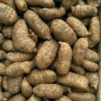 陕西汉中勉县干天麻自己家里种的 自己院子大晾晒的无流干货