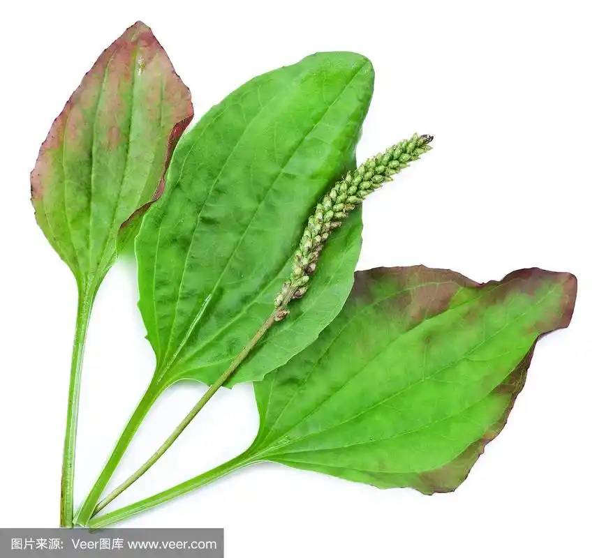 大车前草,大车前草或"士兵的药草"