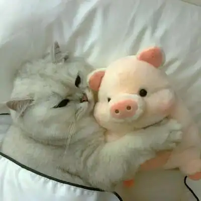 小动物可爱qq情侣头像 高清好看的情侣动物头像超萌一对_情侣头像