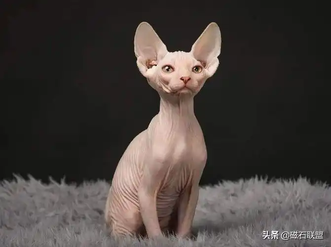 与众不同是它的特点,被称"恶魔猫咪"的它为什么这么招人