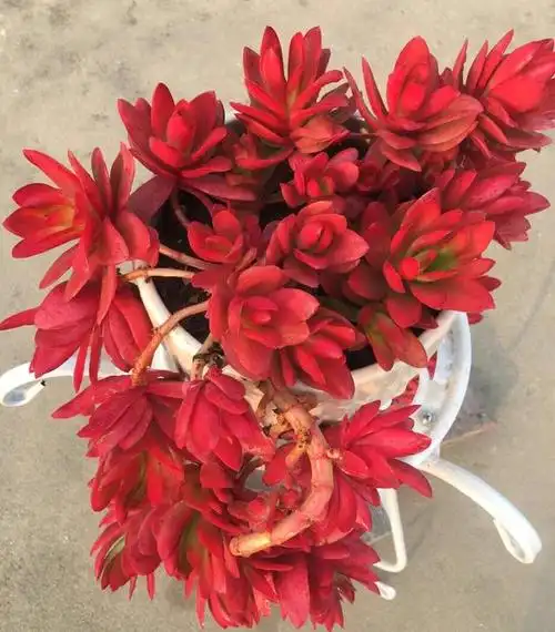 今年的火祭真是太美了,红彤彤的颜色真喜庆,老桩当年宵花都可以