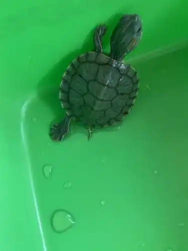 73巴西龟拉白色便便生病求助