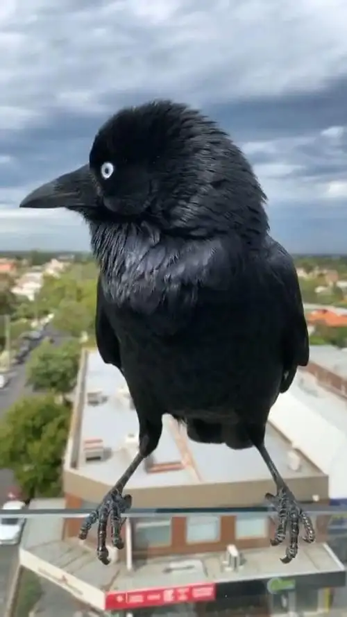 乌鸦近距离拍摄,看完它的眼睛,一晚上睡不着觉!