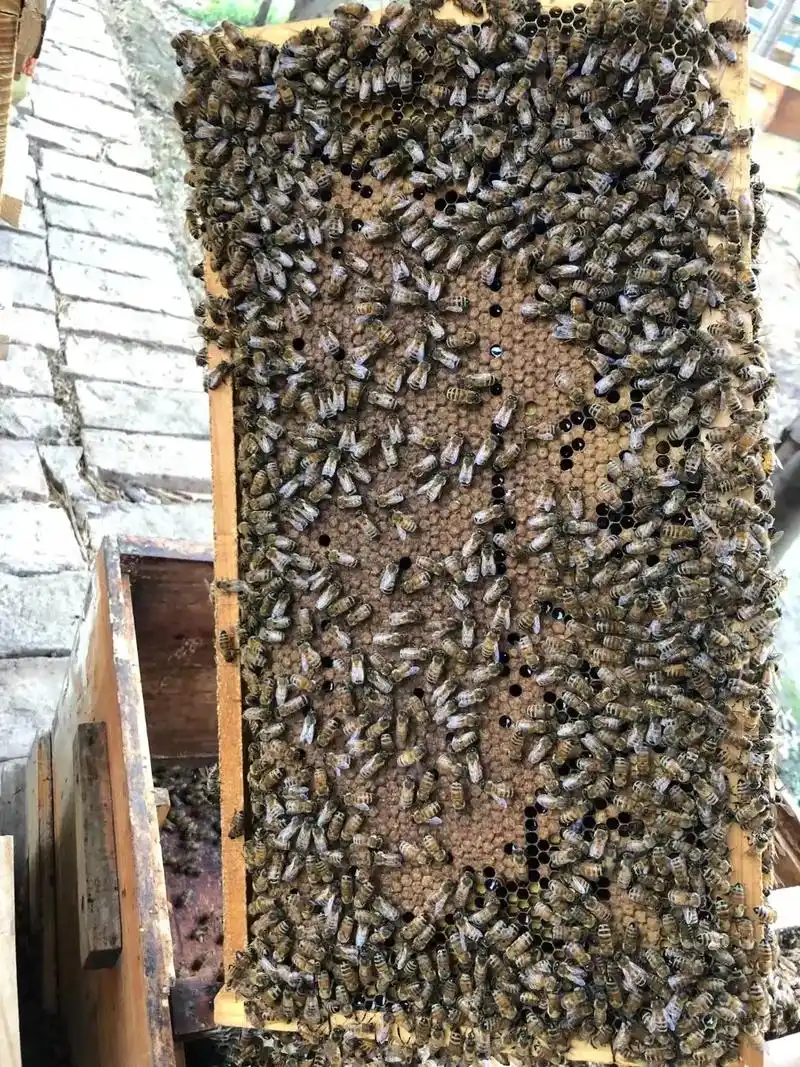 农村养蜂人  - 伟伟蜜蜂育种场 - 抖音