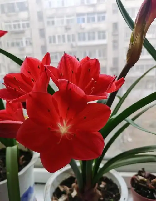 紫根兰怎么养才能开花(紫根兰的栽种和养护办法)-海诗网