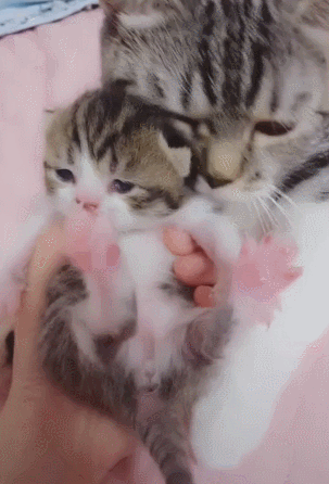 小猫被妈妈抱在怀里,萌萌的表情,惹一堆人狂赞!