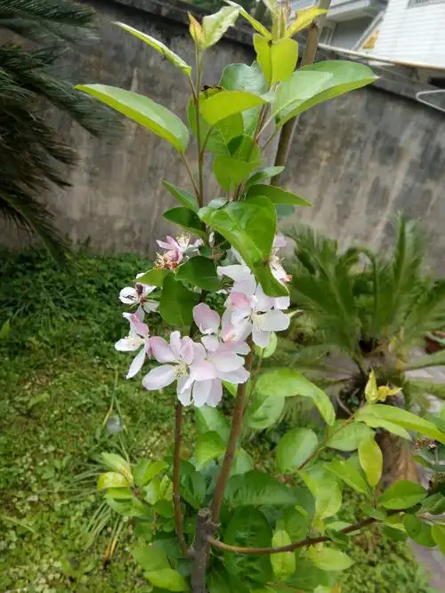 某宝买的牛油果,但现在我已经是假的了,想知道这是什么树